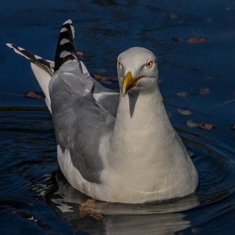 Herring-Gull-10