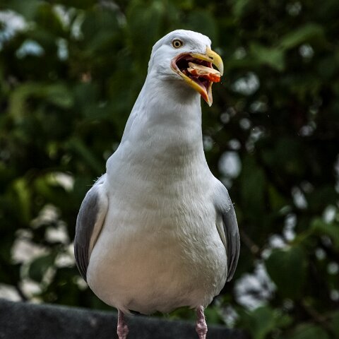 Herring-Gull-12