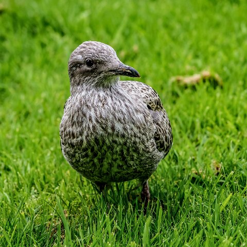 Herring-Gull-15