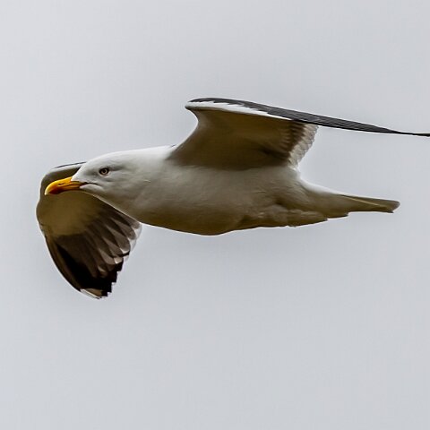 Herring-Gull-20