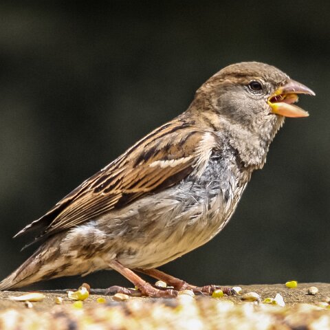 House-Sparrow-1