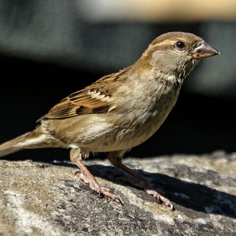 House-Sparrow-10