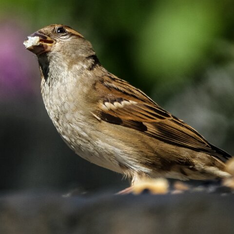 House-Sparrow-11