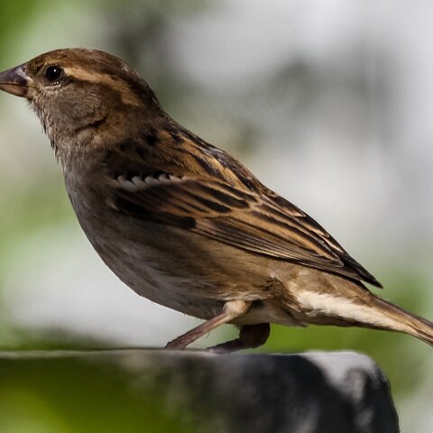 House-Sparrow-12