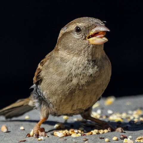 House-Sparrow-13