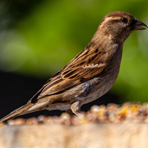 House-Sparrow-15