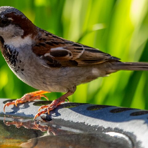 House-Sparrow-17