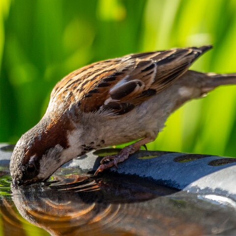House-Sparrow-18