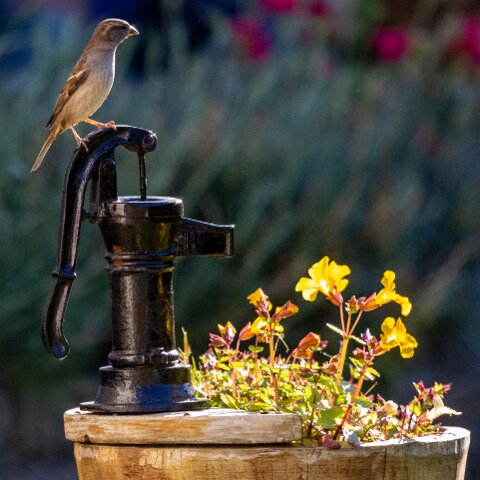 House-Sparrow-19