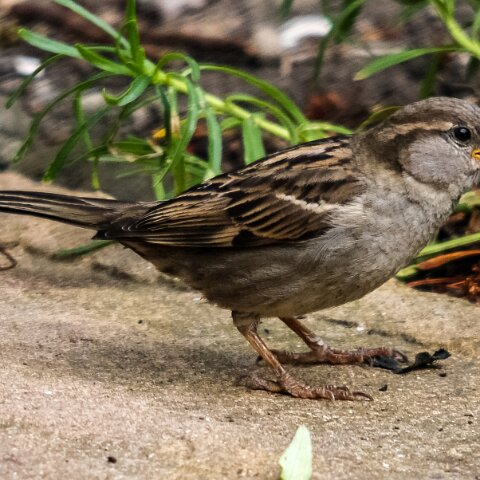 House-Sparrow-2