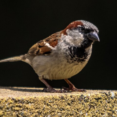 House-Sparrow-3