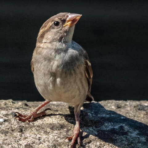 House-Sparrow-5