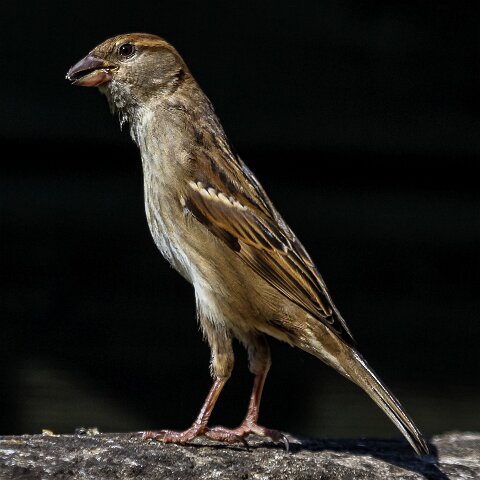 House-Sparrow-6