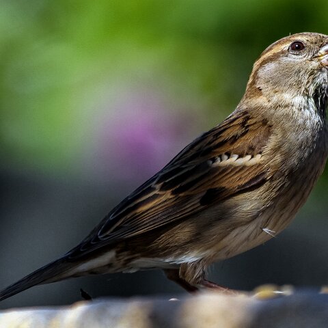 House-Sparrow-7