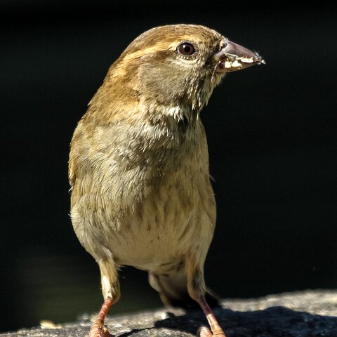 House-Sparrow-8