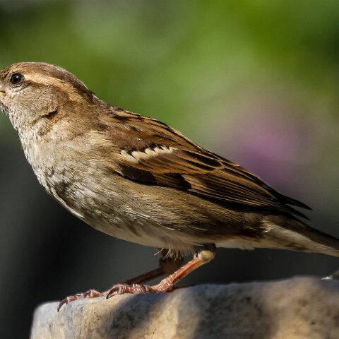 House-Sparrow-9