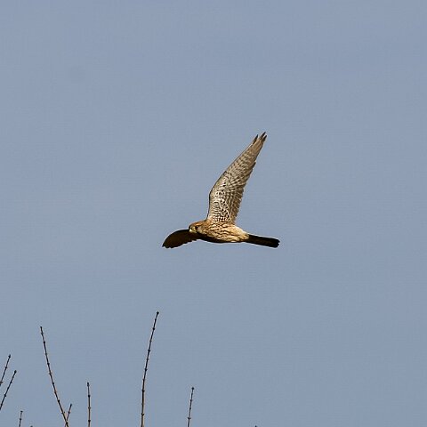Kestral-1