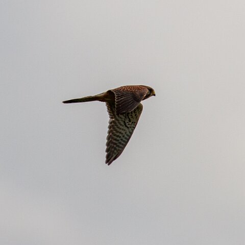 Kestral-2