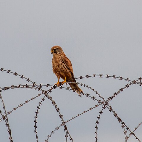 Kestral-3