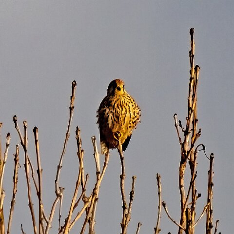 Kestral-4