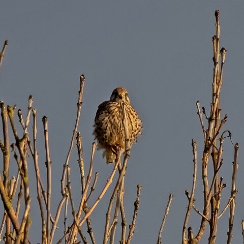 Kestral-5