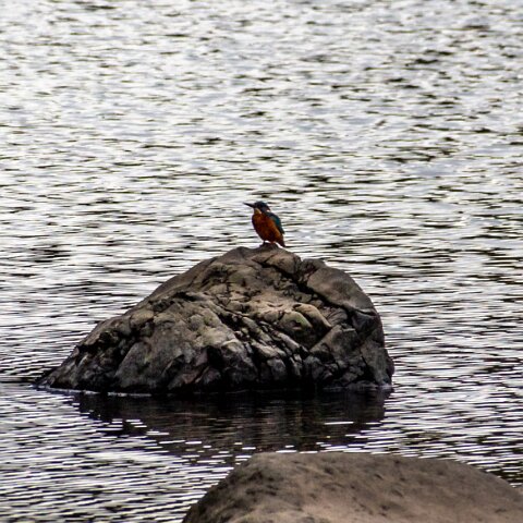 Kingfisher-3