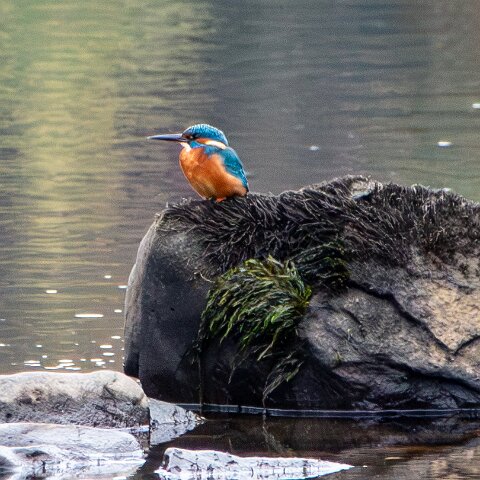 Kingfisher-4