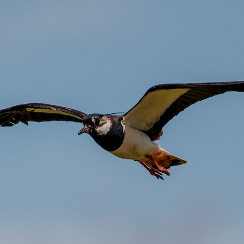 Lapwing-1