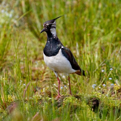 Lapwing-10