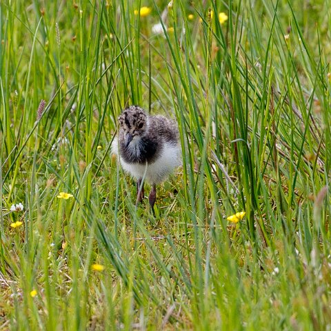 Lapwing-11