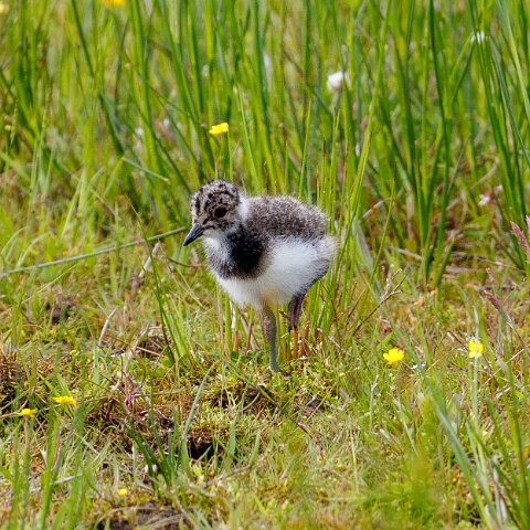 Lapwing-12
