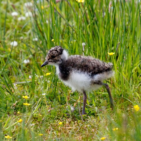 Lapwing-13