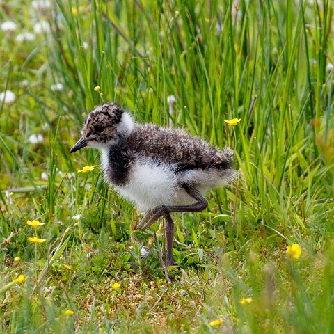 Lapwing-14