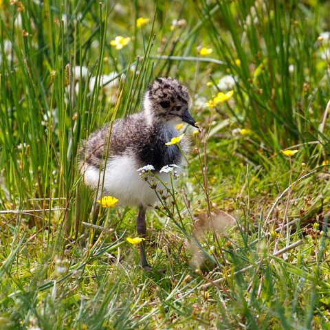 Lapwing-15