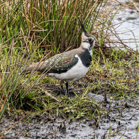 Lapwing-16