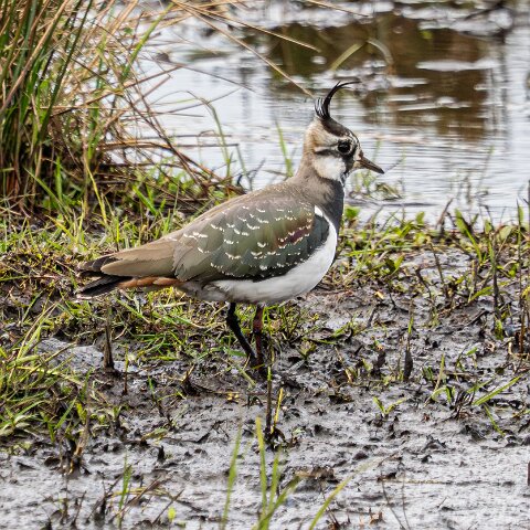 Lapwing-17