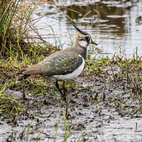 Lapwing-18