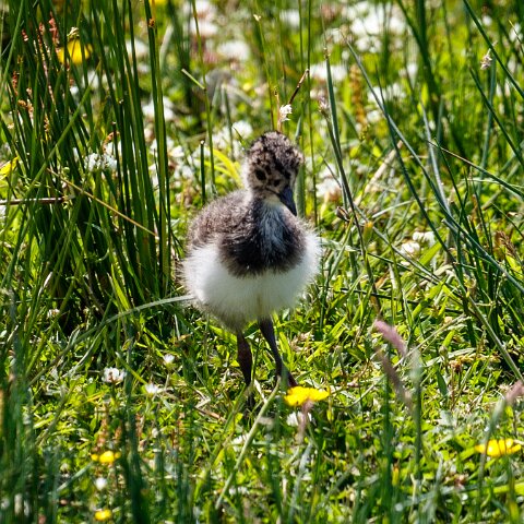 Lapwing-2