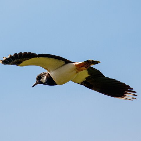 Lapwing-3
