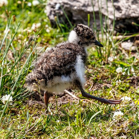 Lapwing-4
