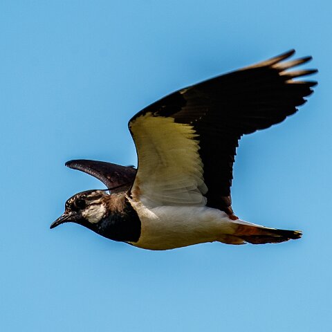 Lapwing-5