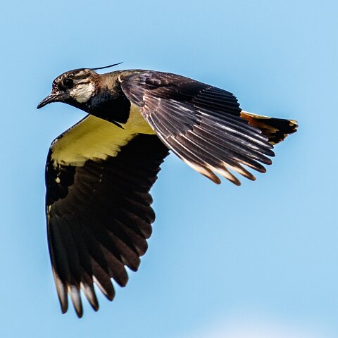 Lapwing-6