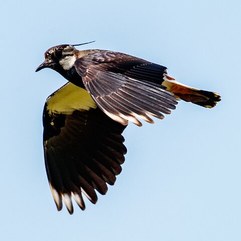 Lapwing-7