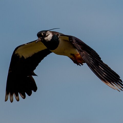 Lapwing-8
