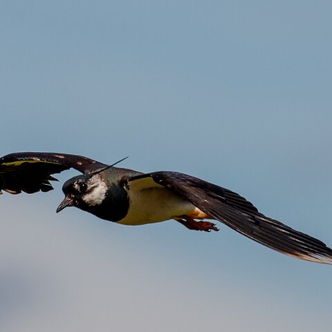 Lapwing-9
