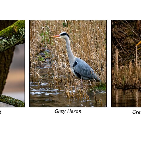 Little Egret-1