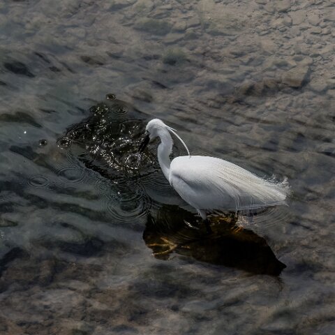 Little Egret-11