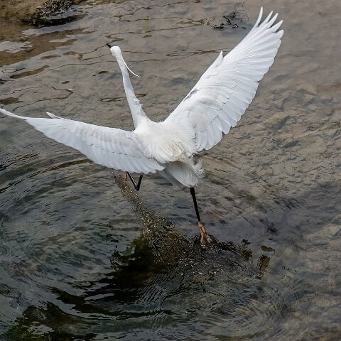 Little Egret-12