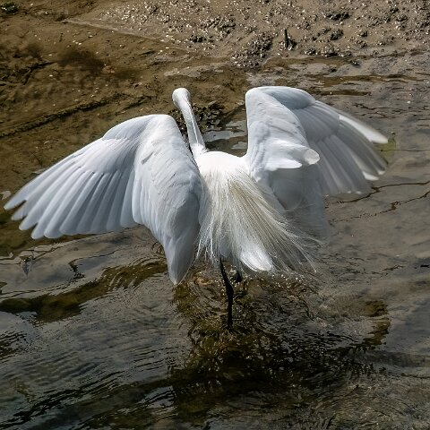 Little Egret-13