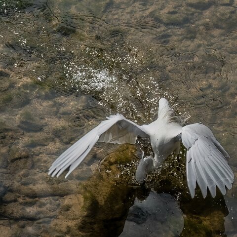 Little Egret-14